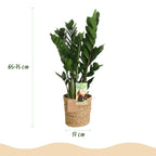 Zamioculcas - ZZ-plant - Weinig onderhoud - met mand - Groen - 1 Plant - Pot 17cm - Hoogte 65-75cm