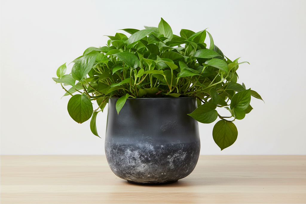 Pot Elisa Mystic Earth - D29 x H24