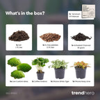 Planten terrarium navulling & startpakket - Coffea Arabica