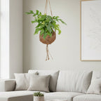 Kokodama Monstera Minima Hang - Ø15cm - ↕25cm