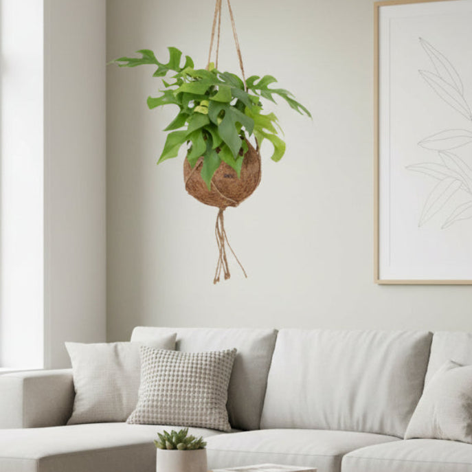 Kokodama Monstera Minima Hang - Ø15cm - ↕25cm