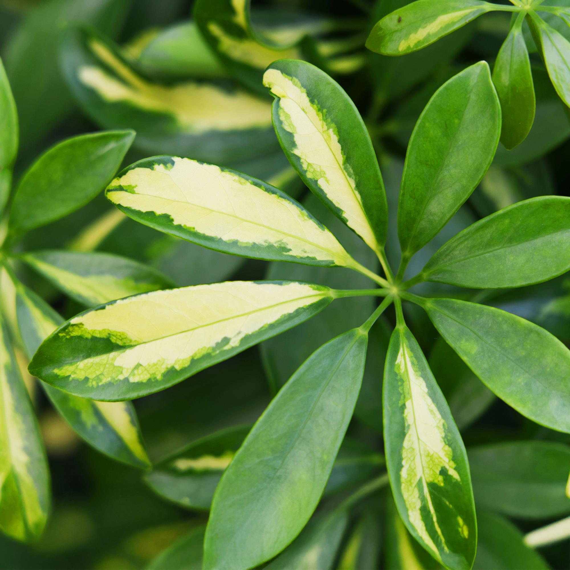 Schefflera Gold Capelle - Vingerboom - Weinig onderhoud - Groen - goud - 1 Plant - met Potter Grijs - Pot 21cm - Hoogte 70-80cm