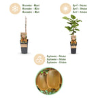 Fruitplant - Actinidia deliciosa Ken,s Red -2 Kiwiplant - Vrouwelijk - Rode Vrucht - 2 Planten - Pot 15cm - Hoogte 50cm
