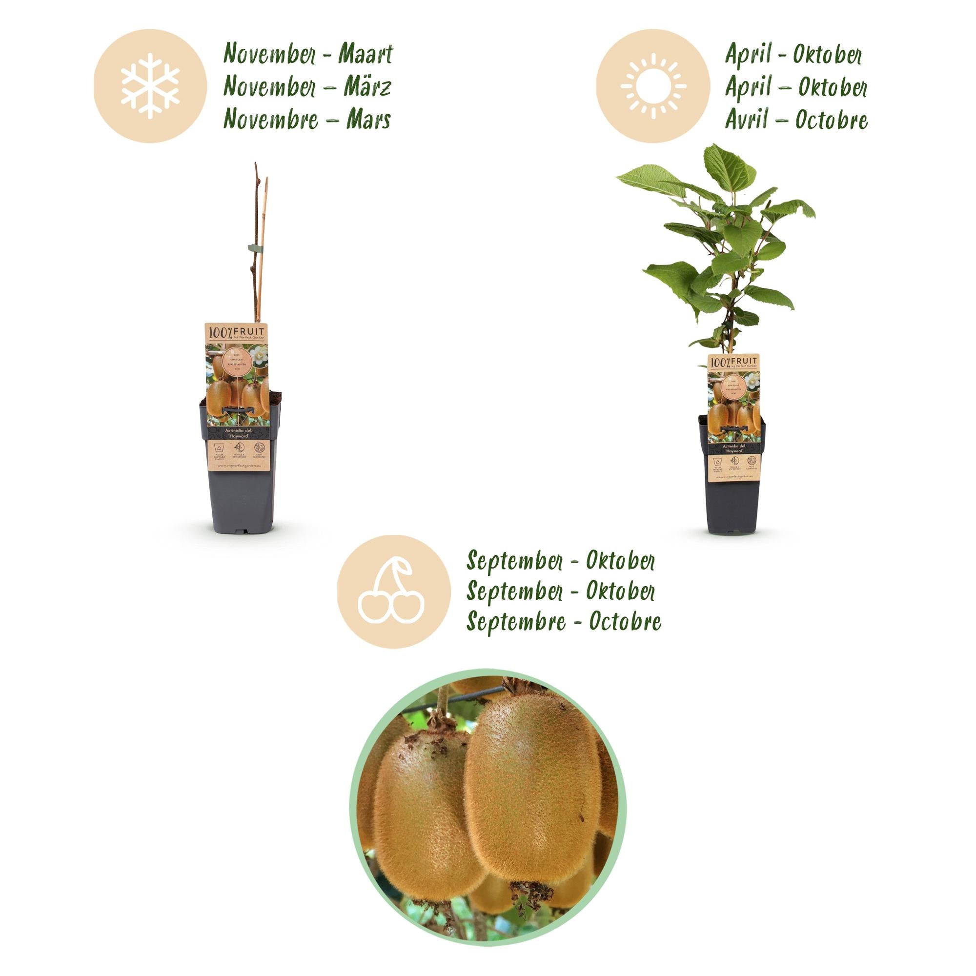 Fruitplant - Actinidia deliciosa Ken,s Red -2 Kiwiplant - Vrouwelijk - Rode Vrucht - 2 Planten - Pot 15cm - Hoogte 50cm