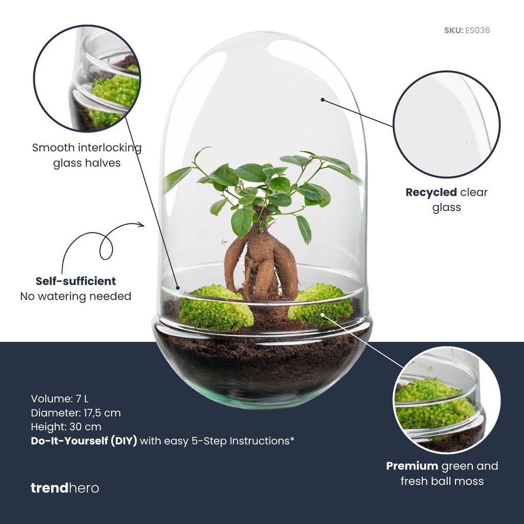 DIY Planten terrarium tweedelig bolglas - Egg XL Bonsai - Ø 17,5 cm ↑ 30 cm