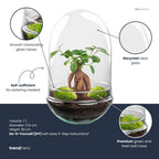 DIY Planten terrarium tweedelig bolglas - Egg XL Bonsai - Ø 17,5 cm ↑ 30 cm