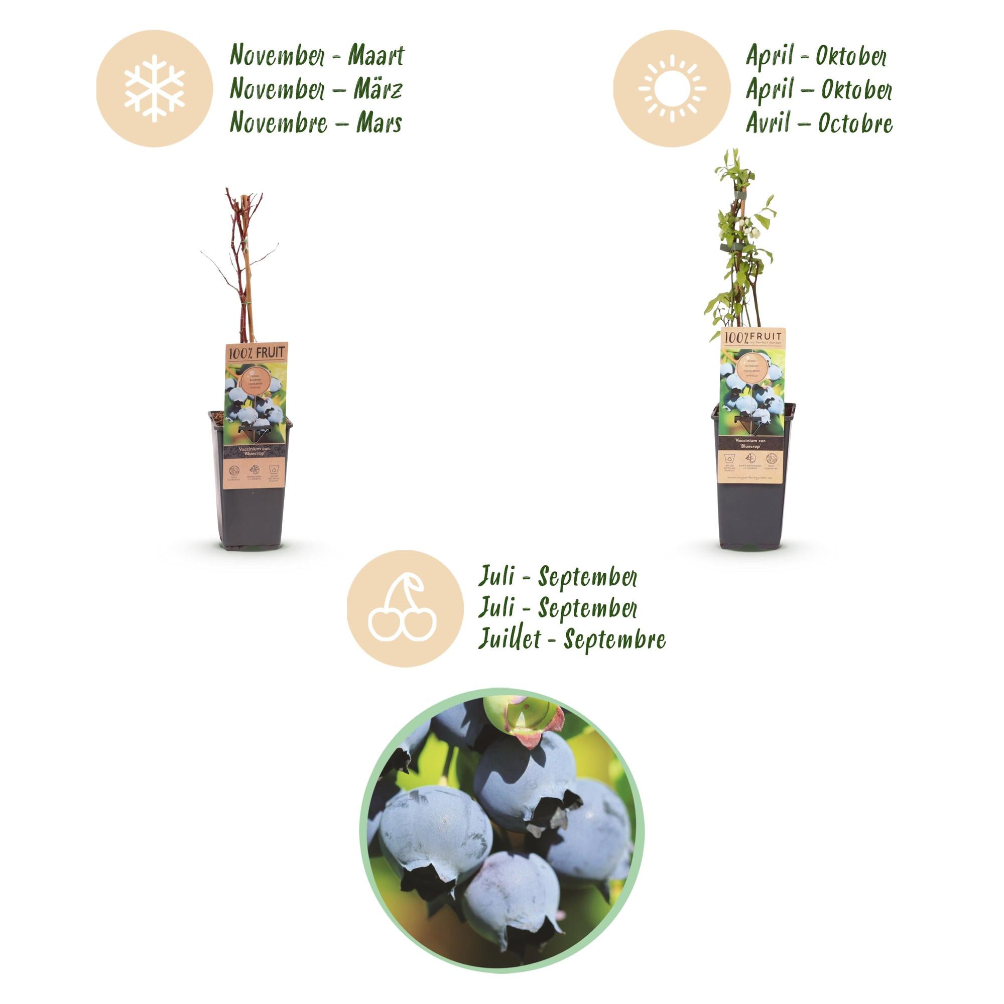Fruitplant - 2x Vaccinium corymbosum Bluecrop - Bosbes - Winterhard - Blauwe Bes - 2 Planten - Pot 15cm - Hoogte 50cm