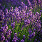 Tuinplant - 3x Lavandula angustifolia Munstead - Lavendel - Winterhard - Paars - 3 Planten - Pot 12cm - Hoogte 15-25cm