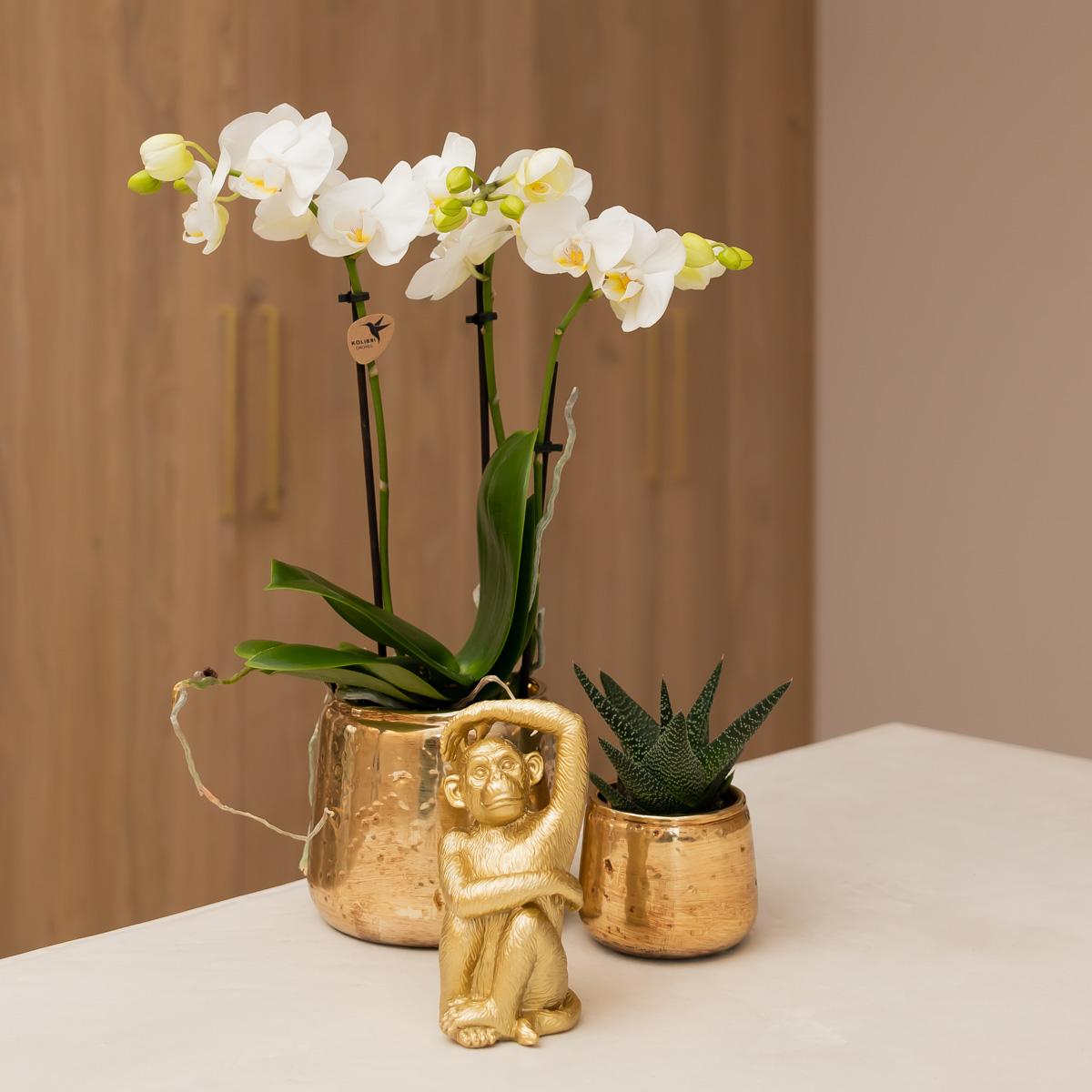 witte Phalaenopsis orchidee potmaat Ø9cm | Amabilis | bloeiende kamerplant - vers van de kweker