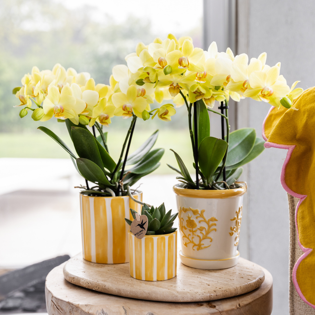gele Phalaenopsis orchidee - Albenga - potmaat Ø9cm | bloeiende kamerplant - vers van de kweker