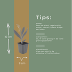 12x Convallaria majalis - ↕10-25cm - Ø9cm