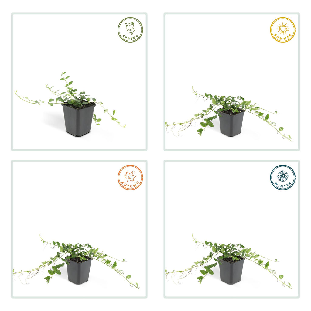 6x Wintergroene bodembedekker Vinca minor 'Alba' - ↕10-25cm - Ø9cm