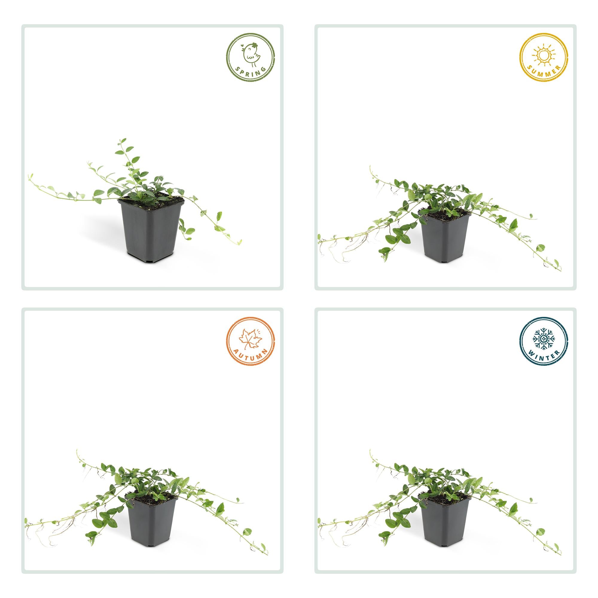 6x Wintergroene bodembedekker Vinca minor 'Alba' - ↕10-25cm - Ø9cm
