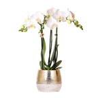 witte Phalaenopsis orchidee – Amabilis + Elite pot gold – potmaat Ø9cm – 40cm hoog | bloeiende kamerplant in bloempot - vers van de kweker
