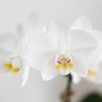 witte Phalaenopsis orchidee potmaat Ø9cm | Amabilis | bloeiende kamerplant - vers van de kweker