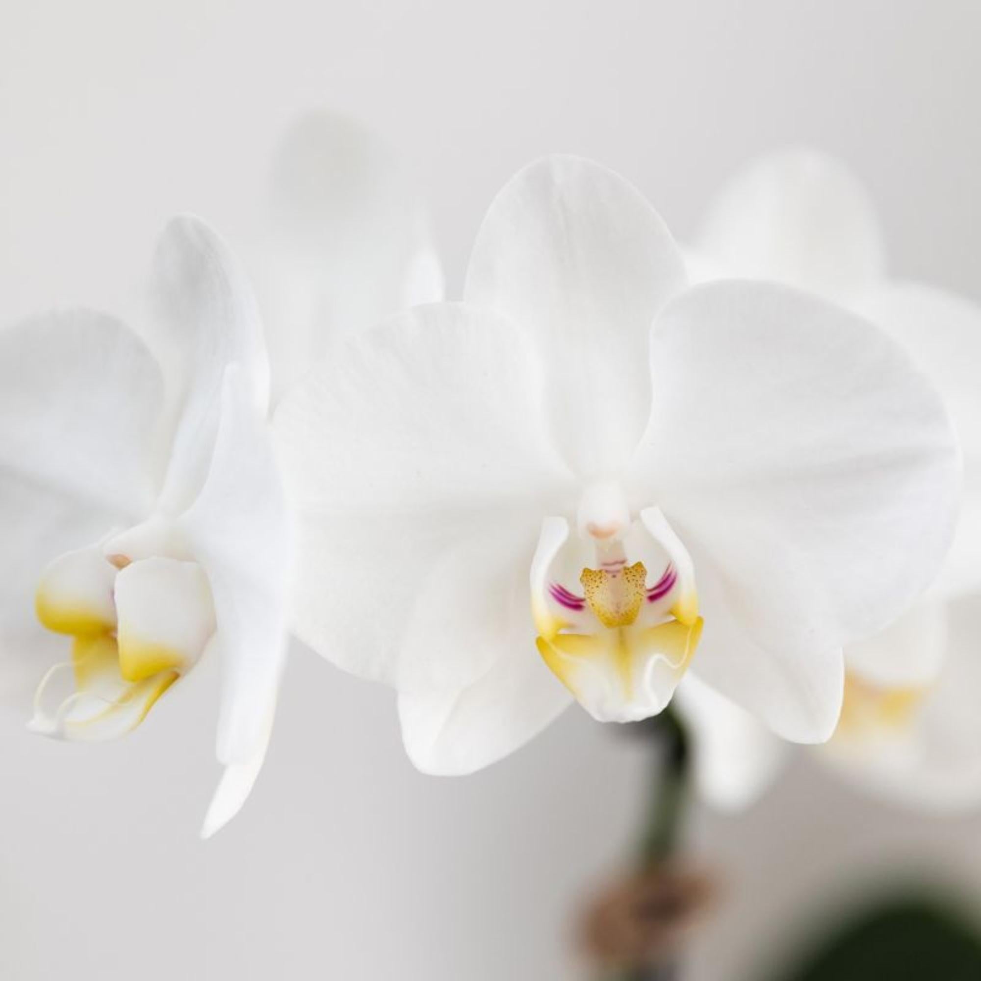 witte Phalaenopsis orchidee potmaat Ø9cm | Amabilis | bloeiende kamerplant - vers van de kweker