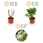 Hydrangea macrophylla Wit - Hortensia - Winterhard - Wit - 3 Planten - Pot 12cm - Hoogte Hoogte 20-30cm