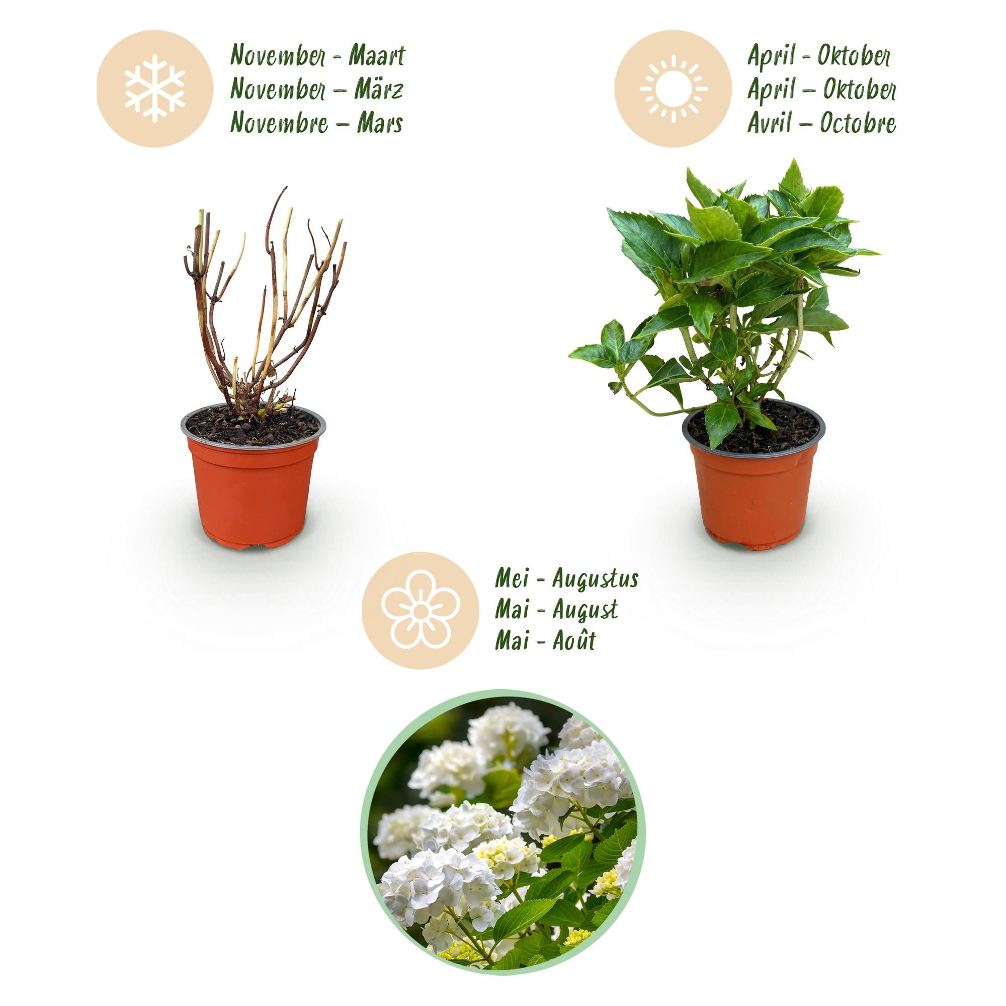 Hydrangea macrophylla Wit - Hortensia - Winterhard - Wit - 3 Planten - Pot 12cm - Hoogte Hoogte 20-30cm