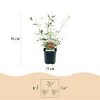 Tuinplant - Buddleja davidii Royal Red - 3 Vlinderstruik - Winterhard - Rood - 3 Planten - Pot 17cm - Hoogte 45cm