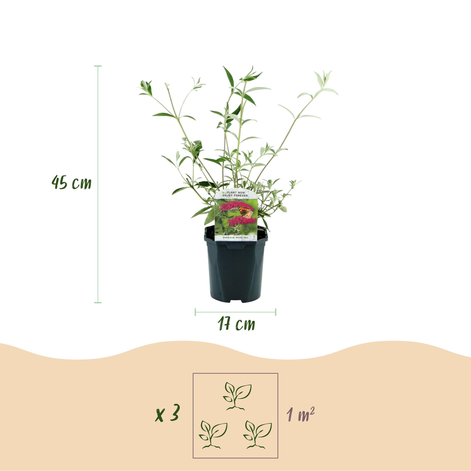 Tuinplant - Buddleja davidii Royal Red - 3 Vlinderstruik - Winterhard - Rood - 3 Planten - Pot 17cm - Hoogte 45cm