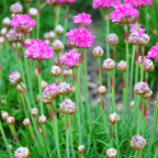 6x Armeria m. 'Splendens' - ↕10-25cm - Ø9cm