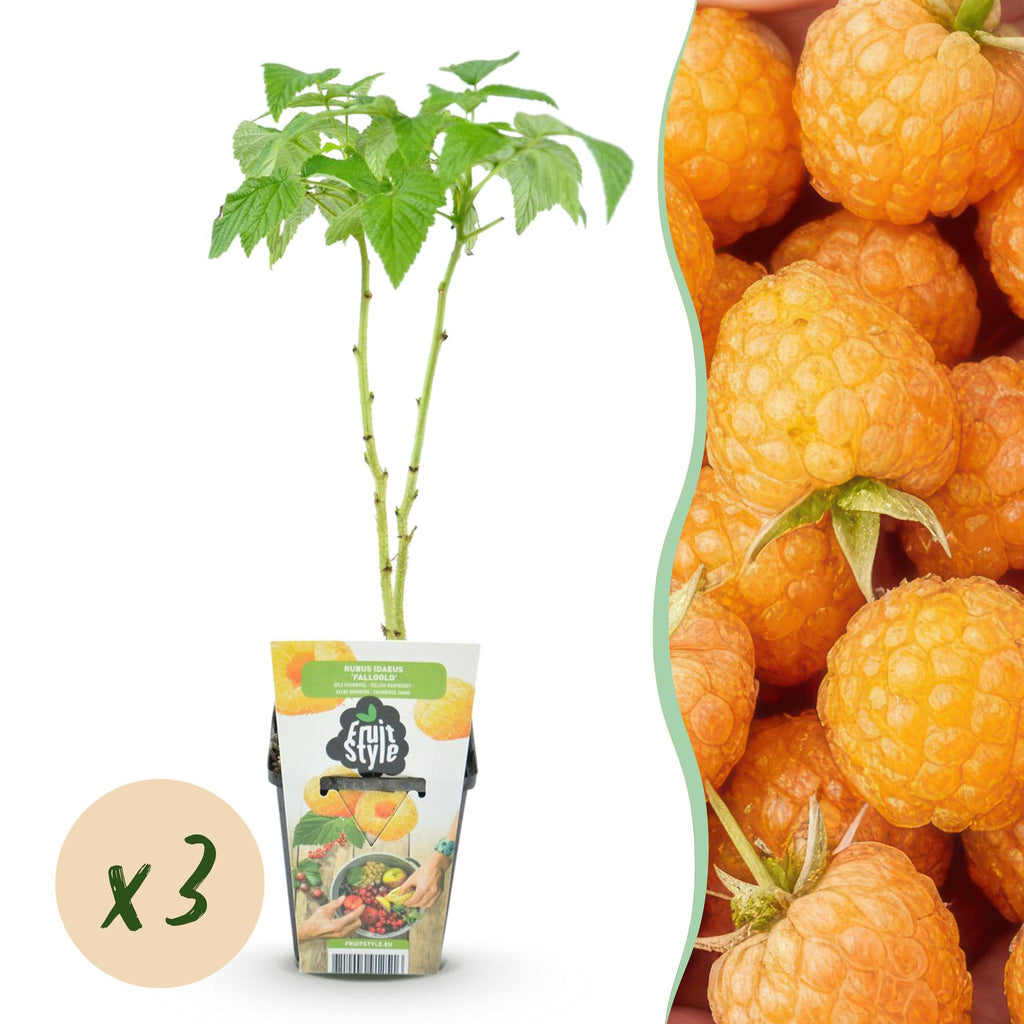 Fruitplanten - 3xFramboos - Rubus idaeus Fallgold - Winterhard - 3 Planten - Pot 9 cm - Gele Framboos