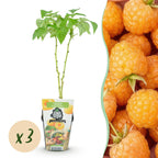 Fruitplanten - 3xFramboos - Rubus idaeus Fallgold - Winterhard - 3 Planten - Pot 9 cm - Gele Framboos