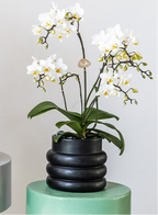 Witte phalaenopsis orchidee - Lausanne + Bubble pot black- potmaat Ø9cm | bloeiende kamerplant - vers van de kweker