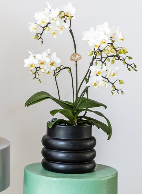 Witte phalaenopsis orchidee - Lausanne + Bubble pot black- potmaat Ø9cm | bloeiende kamerplant - vers van de kweker