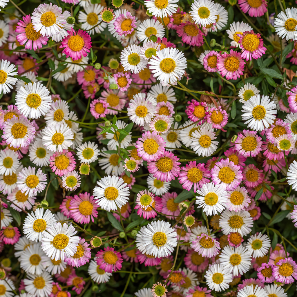 12x Erigeron karvinskianus - ↕10-25cm - Ø9cm