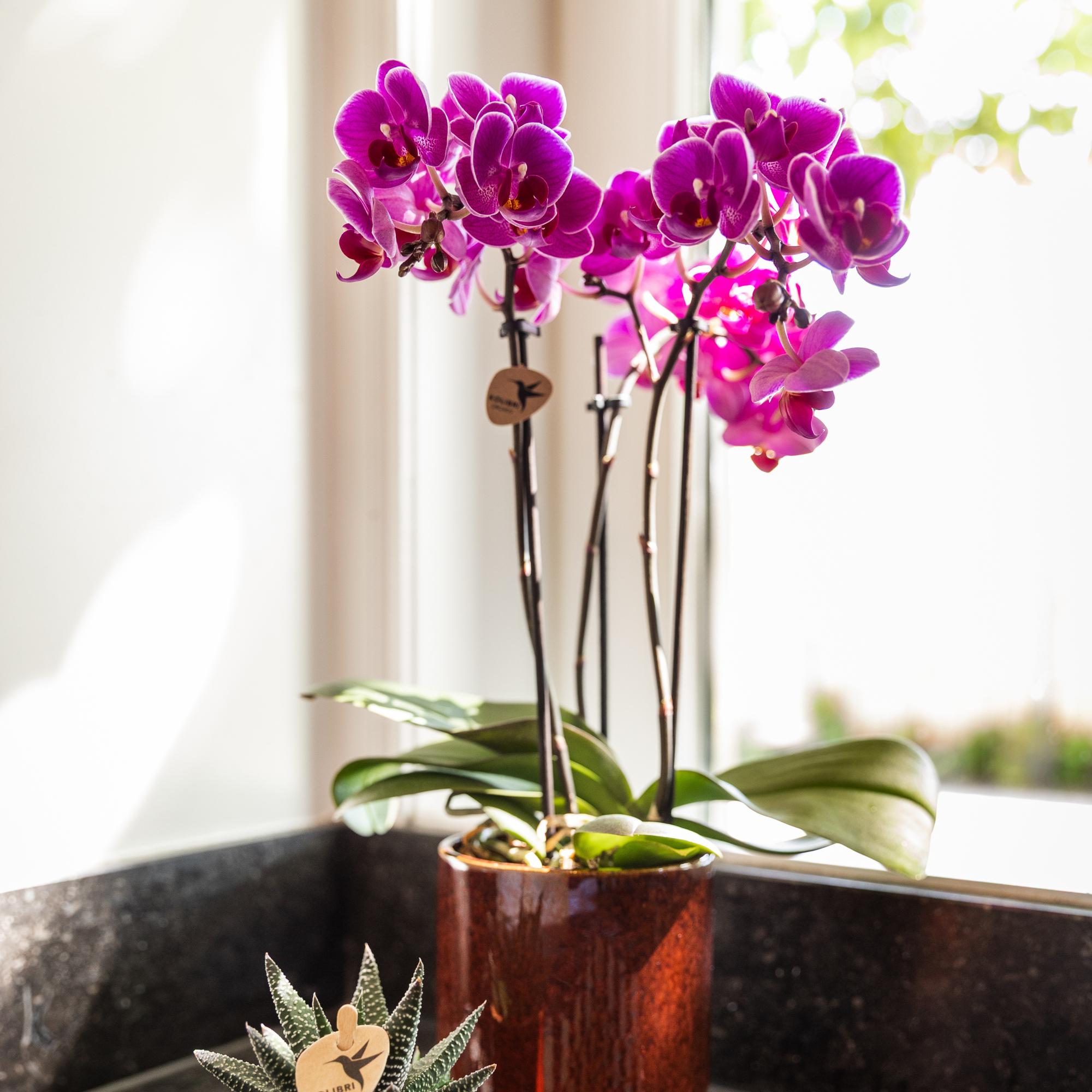 Paarse phalaenopsis orchidee potmaat Ø9cm | Morelia | bloeiende kamerplant - vers van de kweker