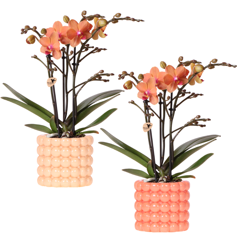 Plantenset Poppy Orange Orchids | Oranje orchidee Bolzano incl. keramieken sierpotten