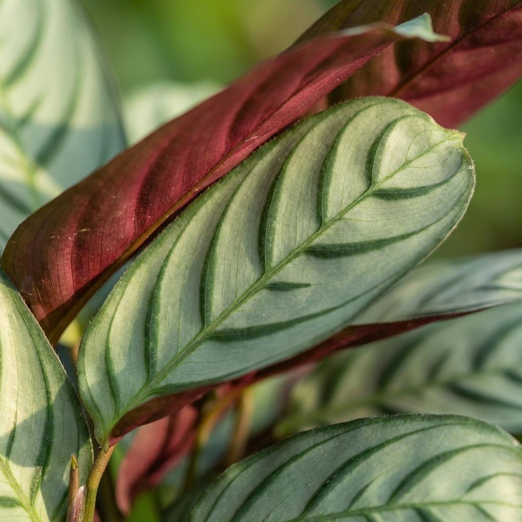 Ctenanthe Amagris - Ø 14 cm - Hoogte: 35 - 40 cm