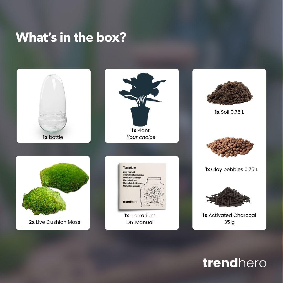 DIY Planten terrarium tweedelig bolglas - Egg Bonsai - Ø 12 cm ↑ 25 cm