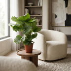 Calathea Orbifolia - Ø 17 cm - Hoogte: 40 - 50cm