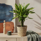 Dracaena fragrans Golden Coast - Drakenbloedboom - Weinig onderhoud - met mand - Groen - 1 Plant - Pot 17cm - Hoogte 50-55cm