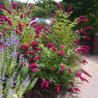 Tuinplant - Buddleja davidii Royal Red - 3 Vlinderstruik - Winterhard - Rood - 3 Planten - Pot 17cm - Hoogte 45cm