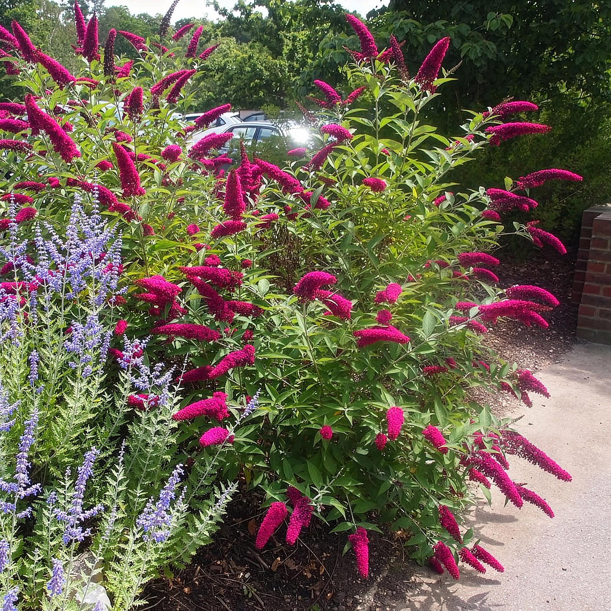 Tuinplant - Buddleja davidii Royal Red - 3 Vlinderstruik - Winterhard - Rood - 3 Planten - Pot 17cm - Hoogte 45cm