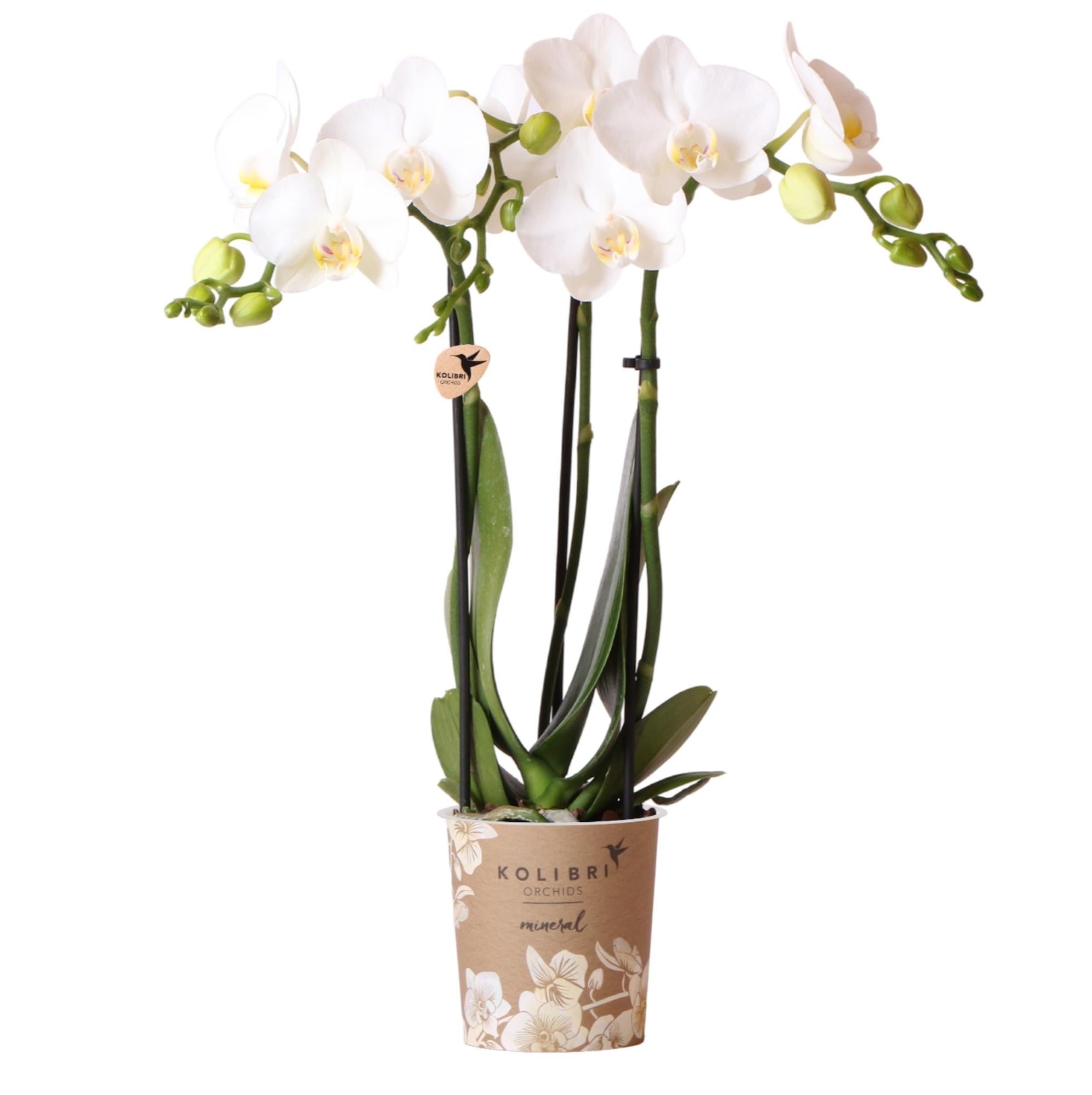 witte Phalaenopsis orchidee potmaat Ø9cm | Amabilis | bloeiende kamerplant - vers van de kweker