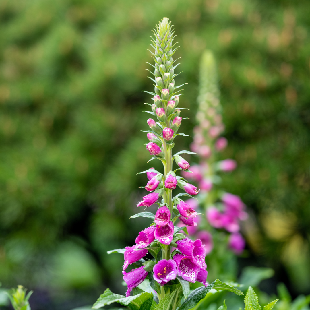 12x Digitalis purpurea - ↕10-25cm - Ø9cm