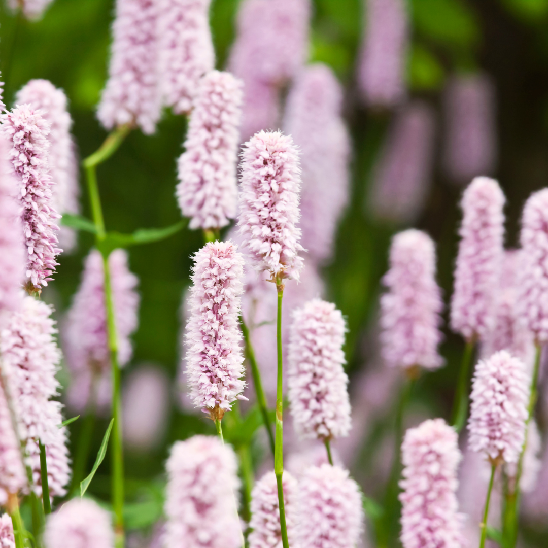 6x Persicaria bistorta - ↕10-25cm - Ø9cm