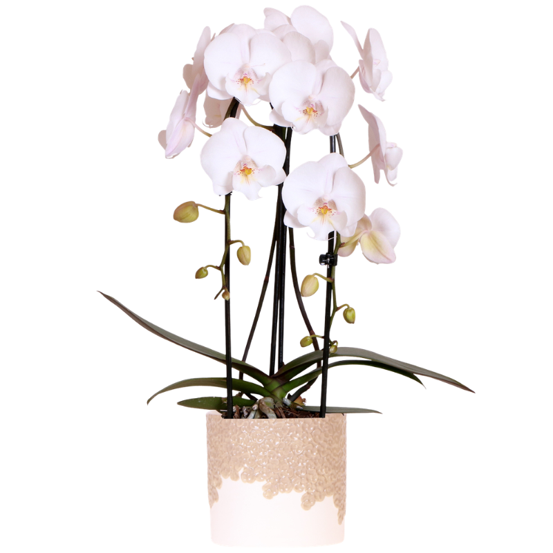 Witte Niagara Falls orchidee + Bloom sand sierpot – potmaat Ø12cm | bloeiende kamerplant – vers van de kweker