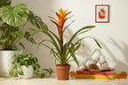 Guzmania Variada - Ø12 ↕50