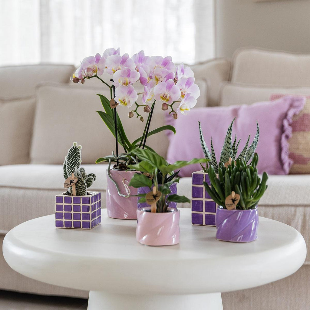 Roze phalaenopsis orchidee - Portugal - potmaat Ø9cm | bloeiende kamerplant - vers van de kweker