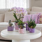 Roze phalaenopsis orchidee - Portugal - potmaat Ø9cm | bloeiende kamerplant - vers van de kweker
