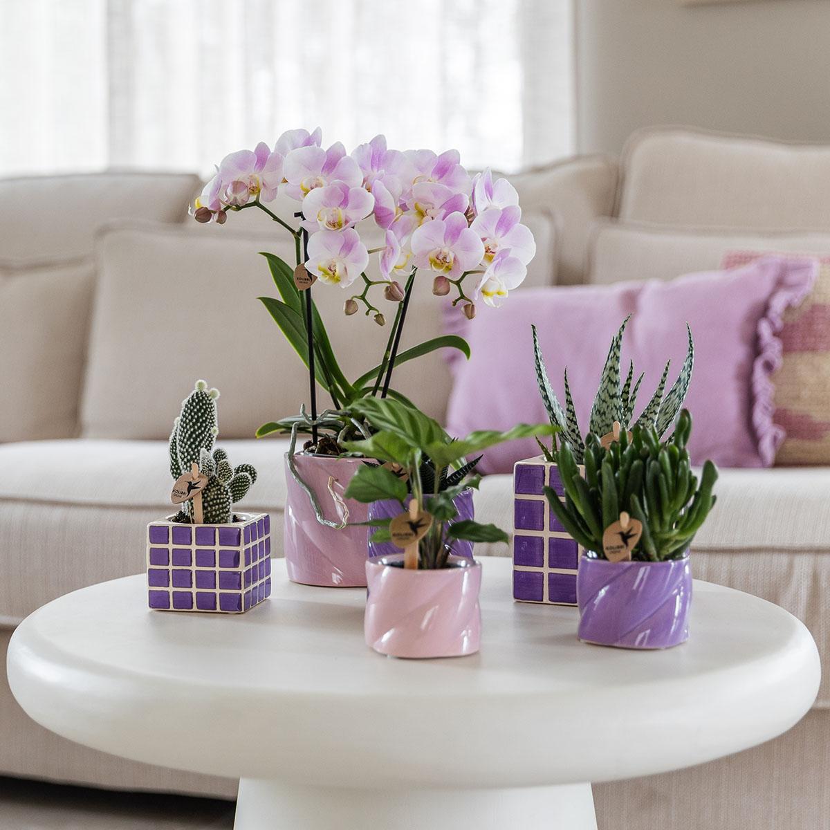 Roze phalaenopsis orchidee - Portugal - potmaat Ø9cm | bloeiende kamerplant - vers van de kweker