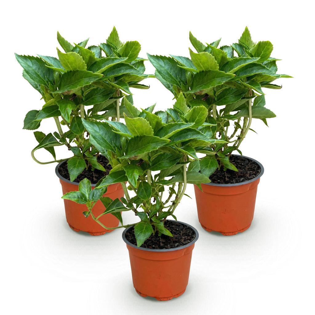 Hydrangea macrophylla Roze - Hortensia - Winterhard - Roze - 3 Planten - Pot 12cm - Hoogte Hoogte 20-30cm