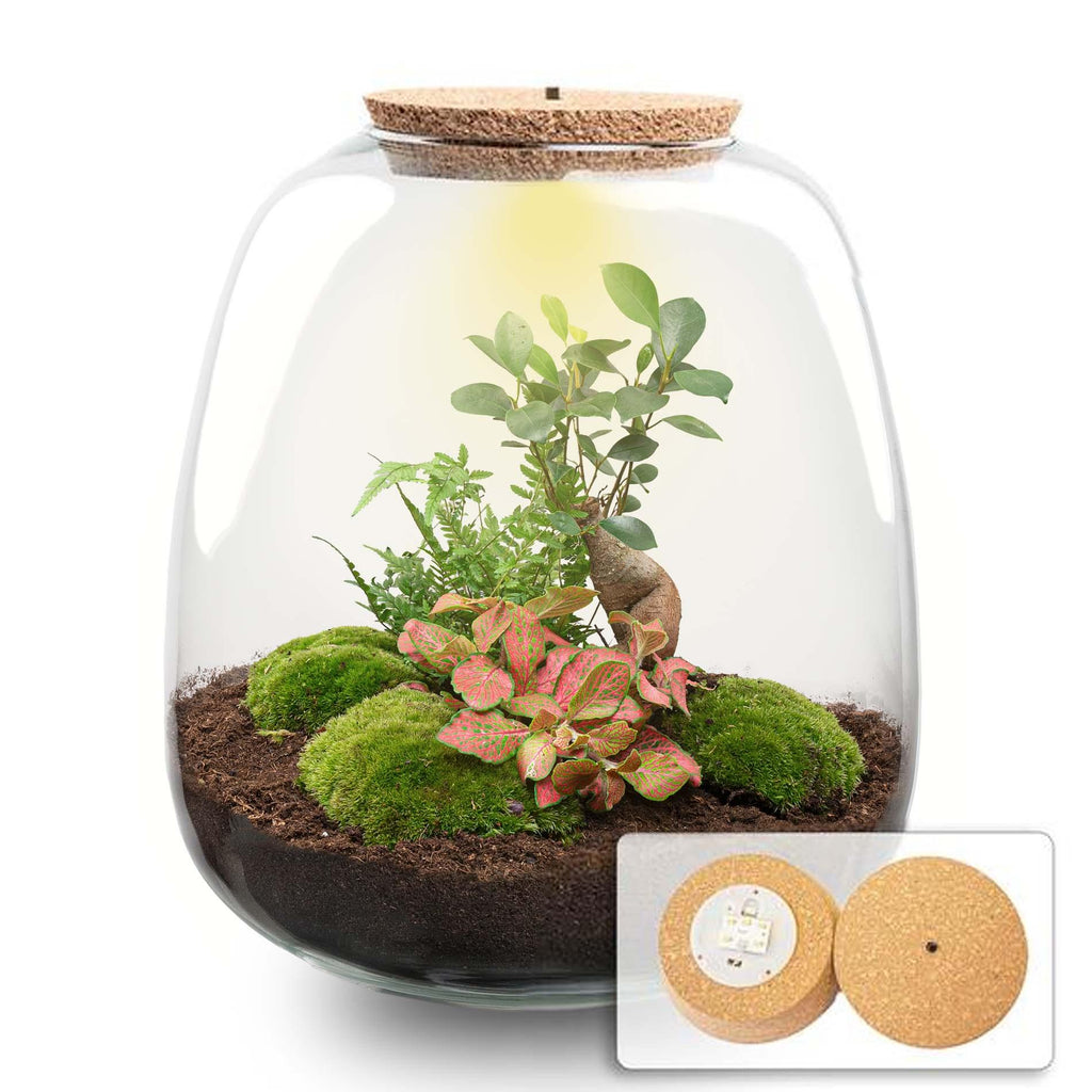 Planten terrarium - Emma - DIY kit - ↑ 25 cm - Ø 23 cm - Bonsai Red