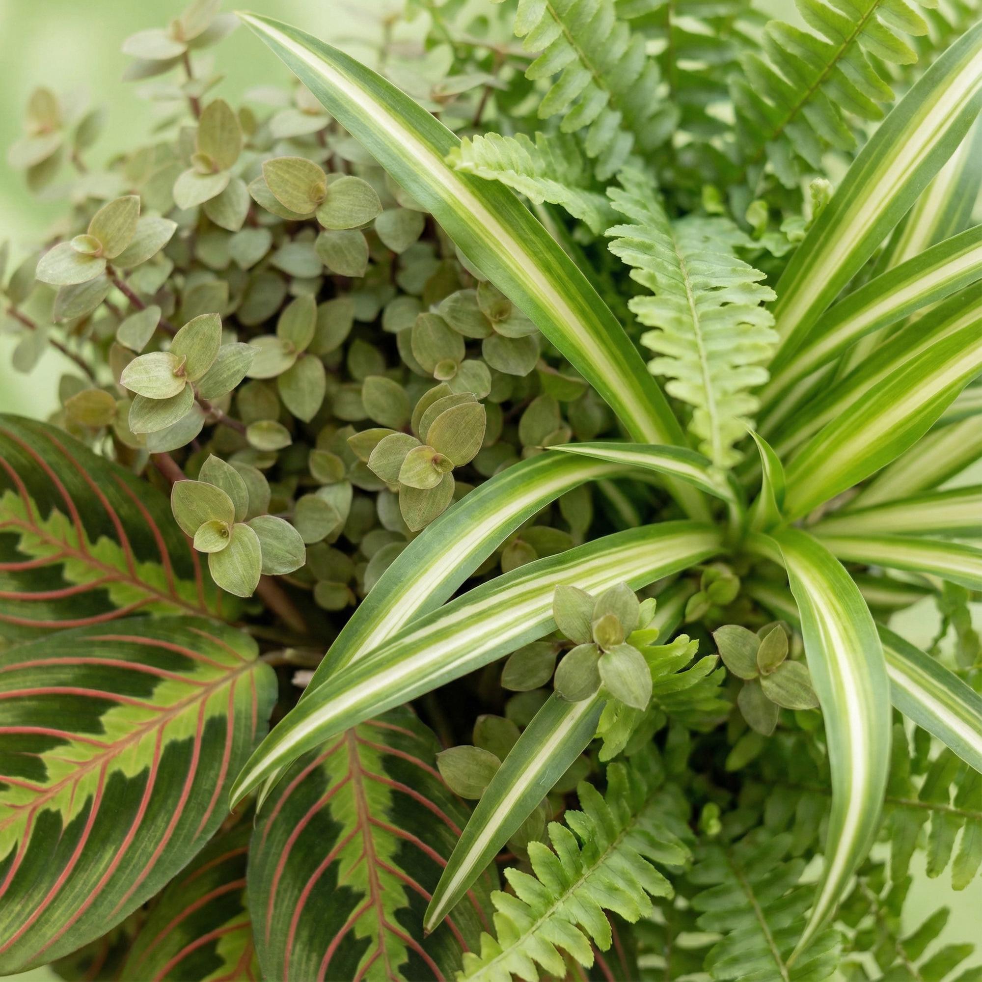 Kamerplant mix van 4  - Chlorophytum - Maranta - Calissia - Nephrolepsis - Huisdiervriendelijke Planten - Groen - 4 Planten - Pot 12cm - Hoogte 25cm