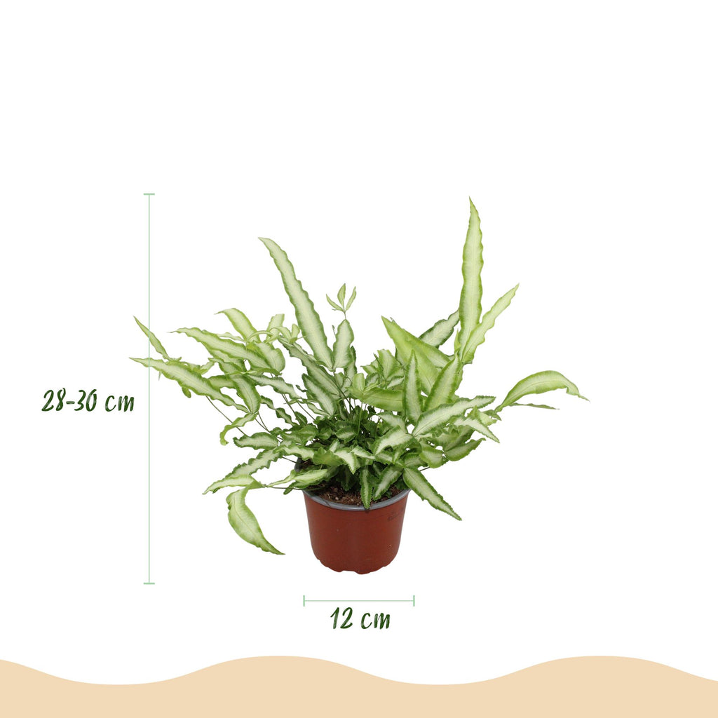 Pteris cretica Albolineata - Lintvaren - Huisdiervriendelijke Plant - Groen - 1 Plant - met Potter Grijs - Pot 12cm - Hoogte 20cm